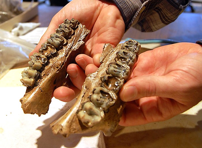 In an Oct. 19, 2010 photo, Brian Compton displays fossils found at the Gray Fossil Site in Johnson City, Tenn. Excavations at the Gray Fossil Site this summer funded by a federal grant have yielded many new specimens. (AP Photo/Johnson City Press, Rex Barber)