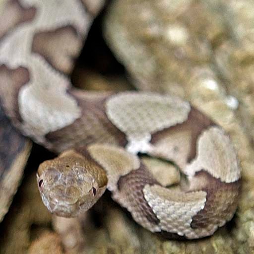snakebite-death-puzzles-experts