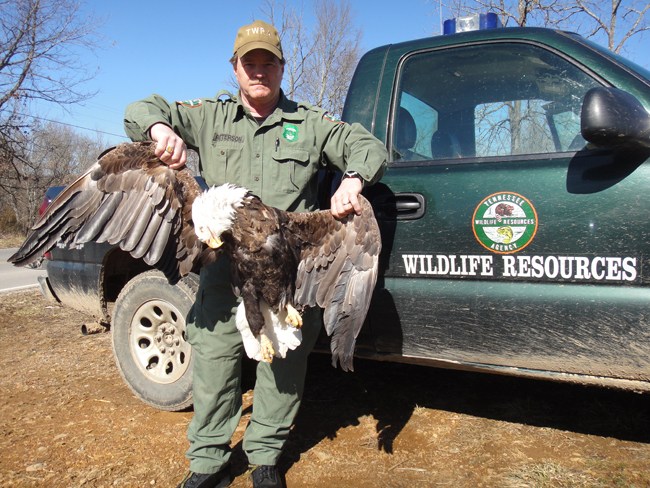 reward-2500-offered-bledsoe-bald-eagle-shooting