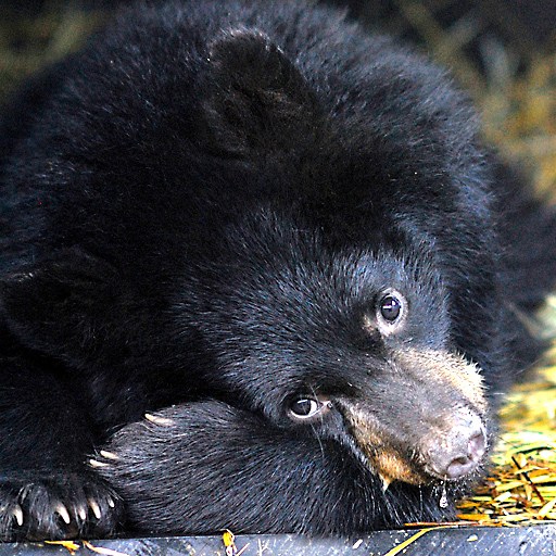 hibernating-bears-slow-down-dont-chill-out
