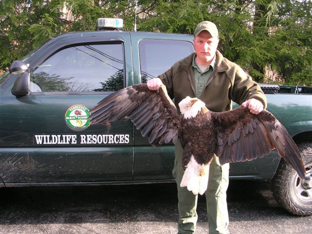second-bald-eagle-region-found-shot-cumberland-cou
