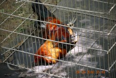 bill-boost-cockfighting-penalty-again-defeated