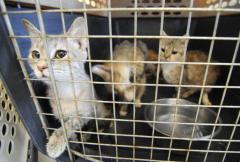 44-cats-eight-dogs-rescued-hamilton-county-home