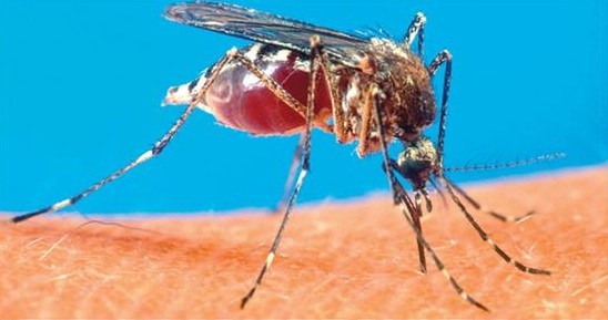 hamilton-county-mosquito-control-funds-slashed-wes