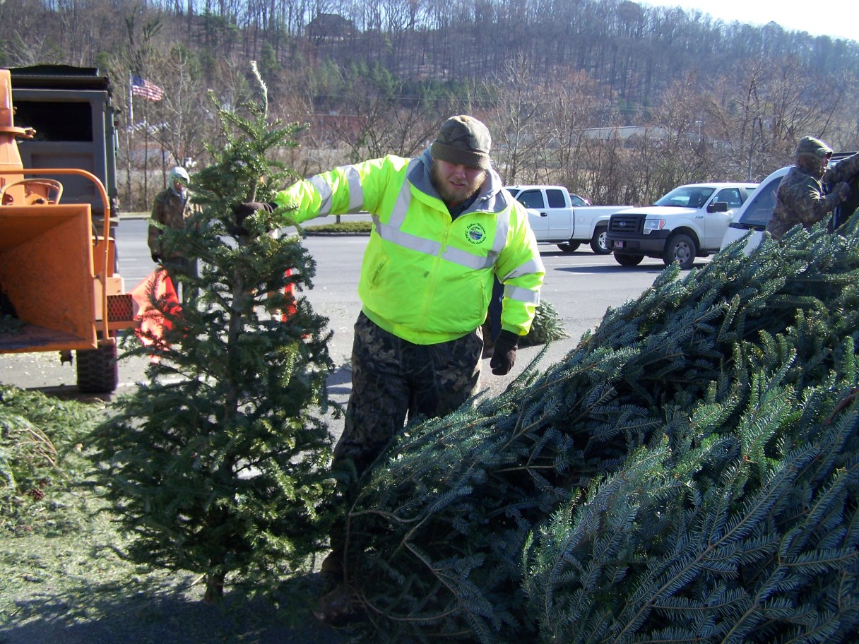 bradley-urges-tree-recycling
