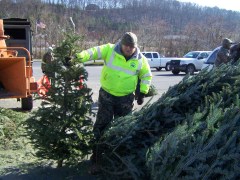 bradley-urges-tree-recycling