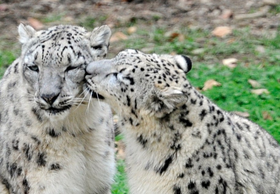 chattanooga-born-snow-leopard-bound-cincinnati