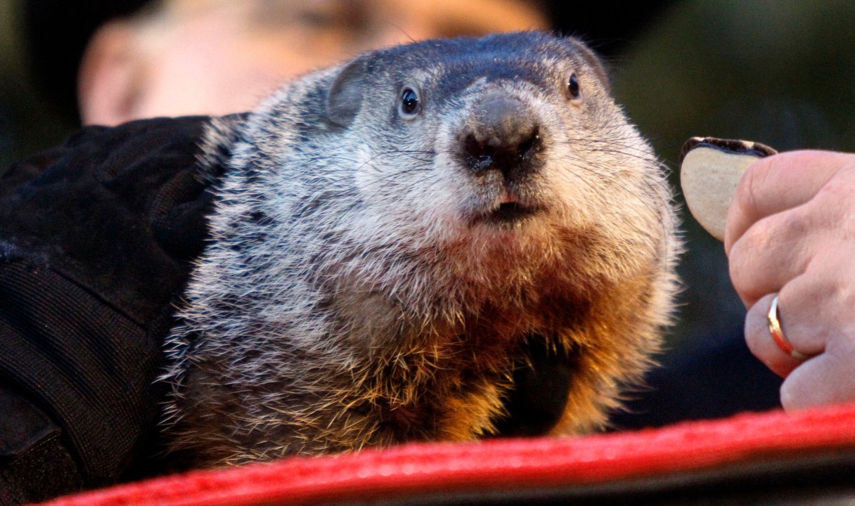 bites-and-escapes-when-groundhogs-misbehave