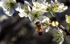 partially-africanized-bees-found-tn-first-time