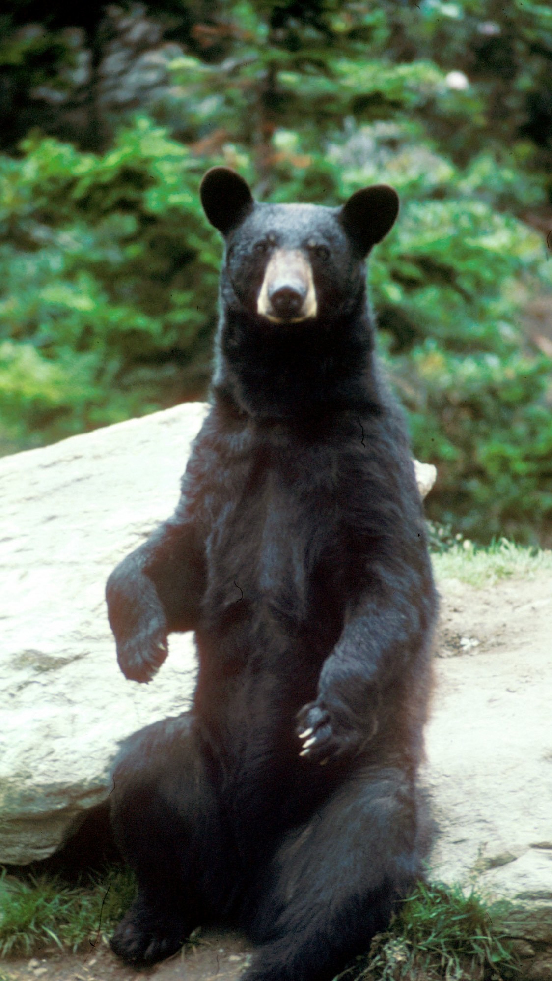 black-bear-euthanized-after-eating-canada-murderer