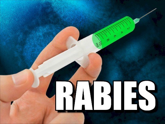 dog-euthanized-ellijay-rabies-exposure