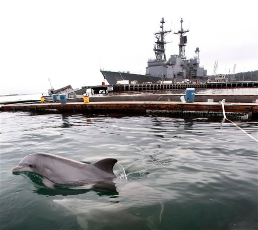 trained-navy-dolphins-losing-out-robots