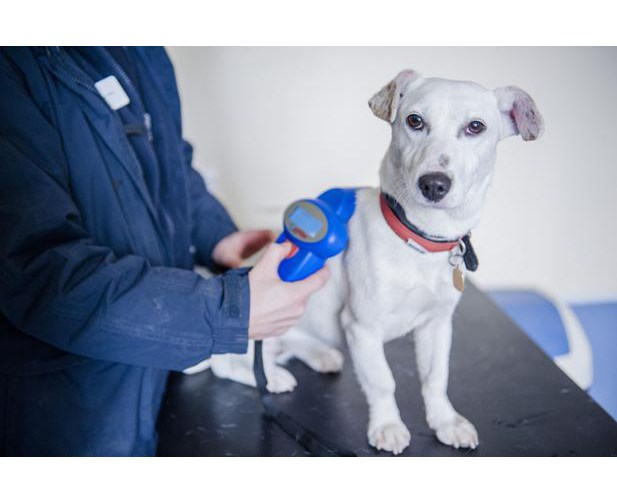 all-dogs-england-get-microchips-2016