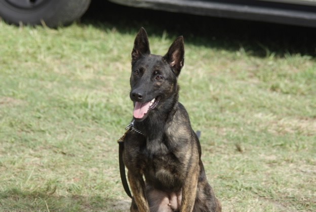 hamilton-county-sherrifs-search-dog-missing