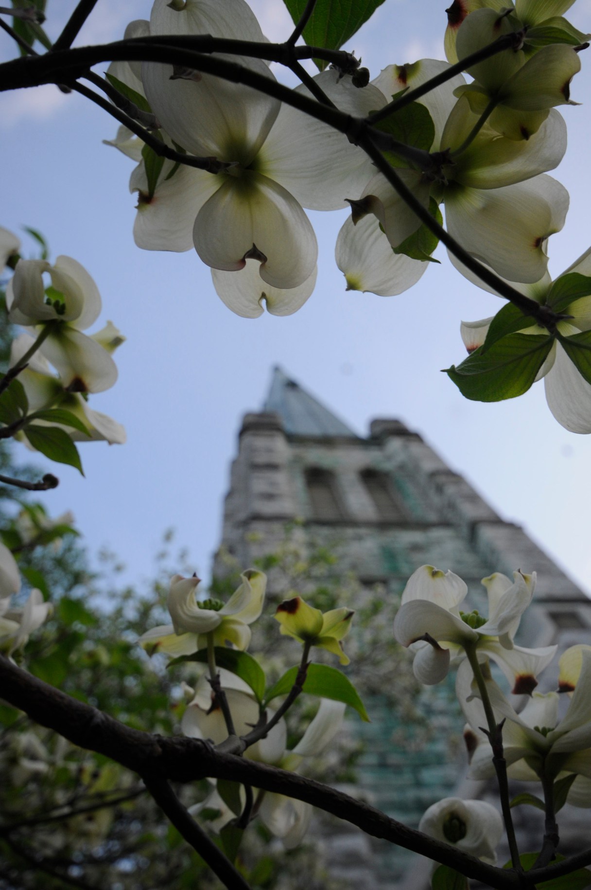 Dogwoods bloom in downtown Chattanooga near the First Centenary United Methodist Church steeple at Georgia and McCallie Avenues.