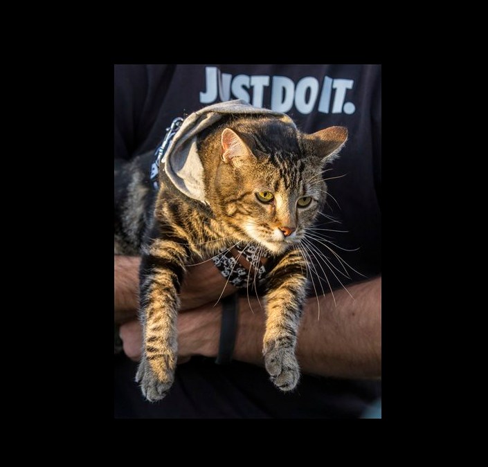 dog-hero-cat-video-euthanized