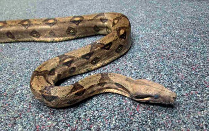 This Sept. 19, 2014 photo provided by the San Diego County Department of Animal Services shows a boa constrictor that has been seized from a man in San Diego, Calif. Authorities said Wednesday, Sept. 24, 2014 that 27-year-old Travis Eisner-Young was arrested while driving his pedicab Sept. 16. When police found him, he had a ball python around his neck. After learning that Eisner-Young had at least one more snake, Animal Services officers went to his hotel room and found a boa constrictor, seen in this photo, in poor condition. (AP Photo/San Diego County Department of Animal Services)