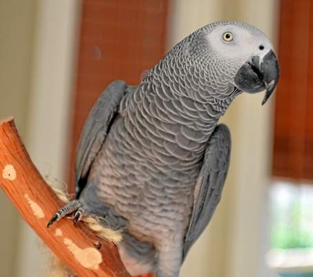 parrot-missing-years-returns-speaking-spanish