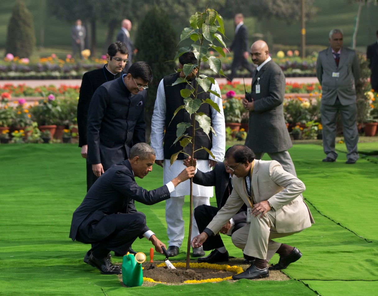 FILE - In this Sunday, Jan. 25, 2015 file photo, U.S. President Barack Obama, left, participates in a tree planting ceremony at the Raj Ghat Mahatma Gandhi Memorial, New Delhi, India. The lack of leaves has been giving Indian officials sleepless nights, with the local media blasting them for allowing the tree to die. (AP Photo/Carolyn Kaster, File)