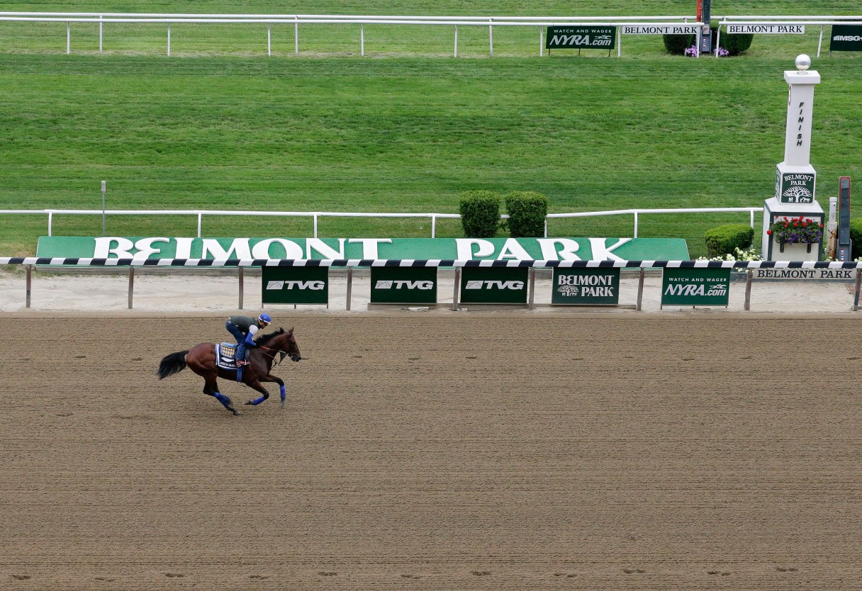 Kentucky Derby and Preakness Stakes winner American Pharoah, with exercise rider Jorge Alvarez up, gallops around the track at Belmont Park, Friday, June 5, 2015, in Elmont, N.Y. American Pharoah will try for a Triple Crown when he runs in Saturday's 147th running of the Belmont Stakes horse race. (AP Photo/Julie Jacobson)