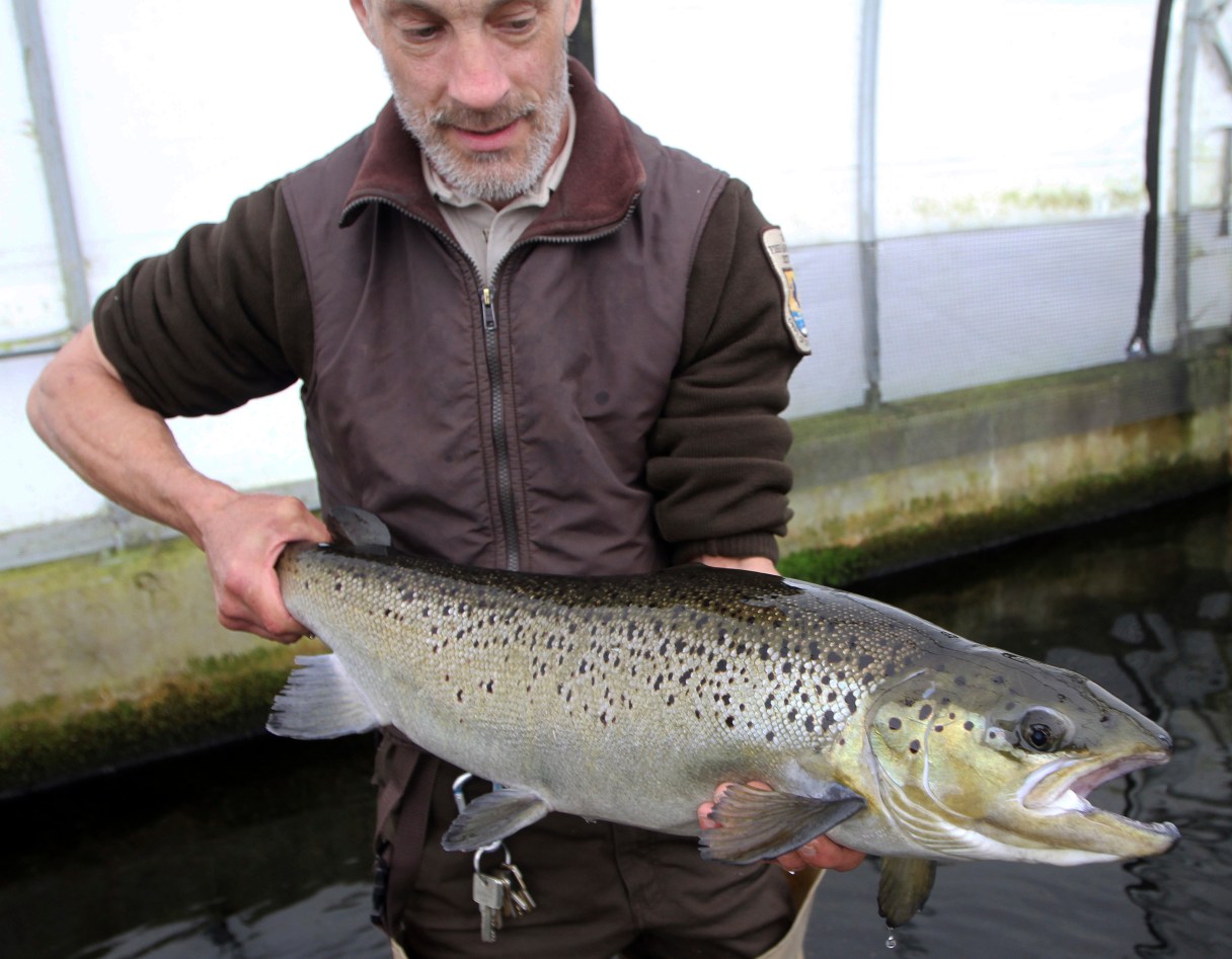 FILE - In this April 2, 2012 file photo, Michael West holds on to a 4-year-old Atlantic Salmon at the National fish Hatchery in Nashua, N.H. The New Brunswick, Canada-based Atlantic Salmon Federation says total estimated returns of the fish to North America in 2016 was a little more than a half million salmon. That is a 27 percent decrease from the previous year. (AP Photo/Jim Cole, File)