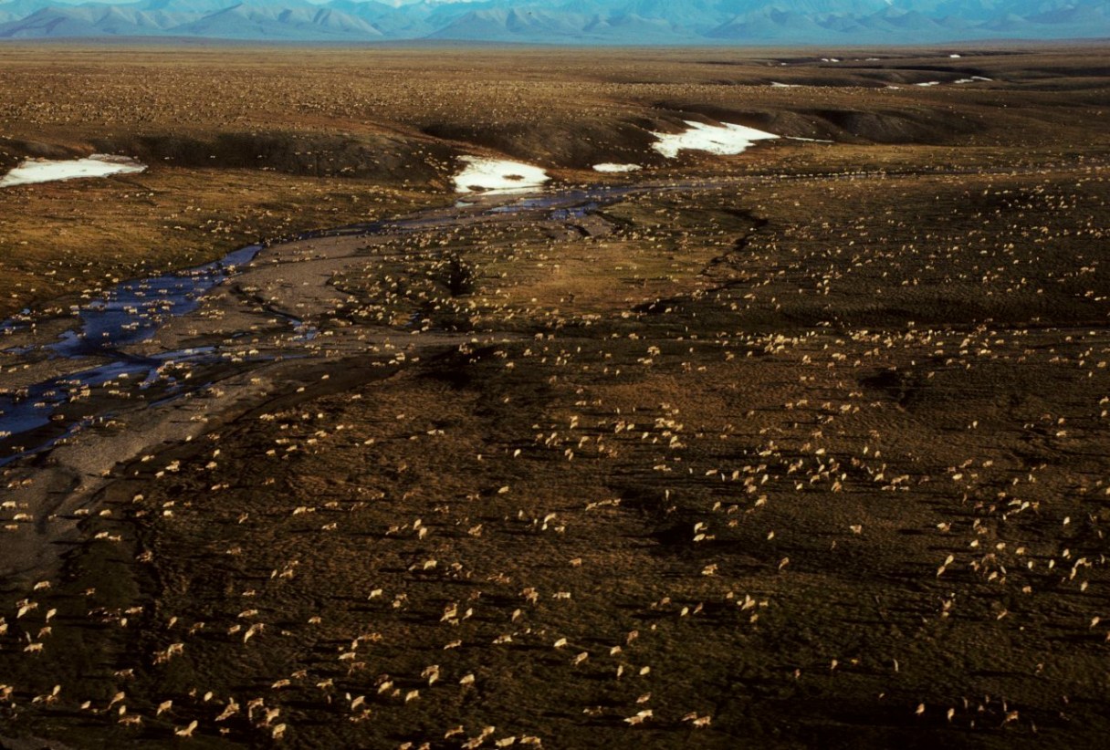 This undated aerial photo provided by U.S. Fish and Wildlife Service shows a herd of caribou on the Arctic National Wildlife Refuge in northeast Alaska. Congress is a step closer to opening Alaska's Arctic National Wildlife Refuge to oil and gas drilling. A budget measure approved by the Republican-controlled Senate allows Congress to pursue legislation allowing oil and gas exploration in the remote refuge on a majority vote. (U.S. Fish and Wildlife Service via AP)