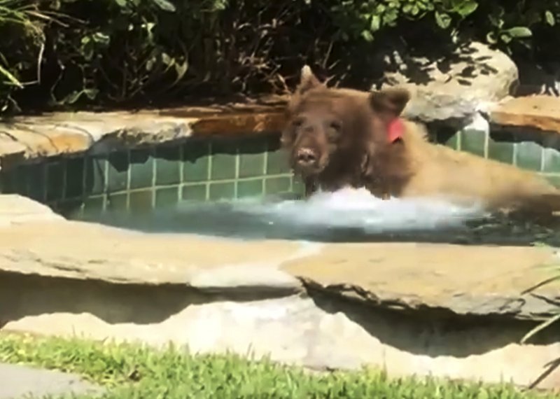 This Friday, June 29, 2018, image made from video released by Mark Hough shows a bear in a hot tub in Hough's backyard in Altadena, Calif. Hough said he was lounging in his Altadena backyard Friday afternoon when he heard rustling, then saw the bear climbing over a fence into his yard. He retreated inside, leaving his margarita behind, and later saw the bear in the hot tub. (Mark Hough via AP)