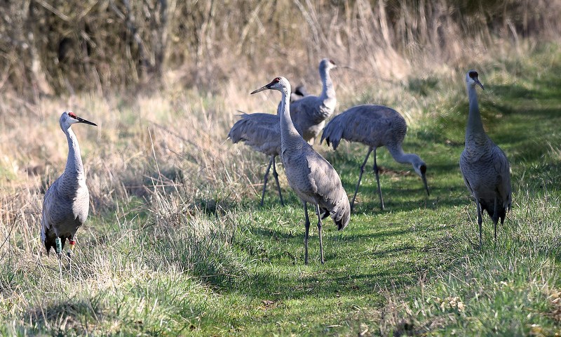 Staff Photo by Robin Rudd/ A group of Sandhill Cranes forage at the Hiwassee Refuge. The 29th Annual Tennessee Sandhill Crane Festival celebrates the thousands of birds that migrate through or spend the winter on and around the Hiwassee Refuge. The festival, the final day was January 19, 2020, also provides an opportunity to focus on the rich wildlife heritage of the state and the Native American history of the area.