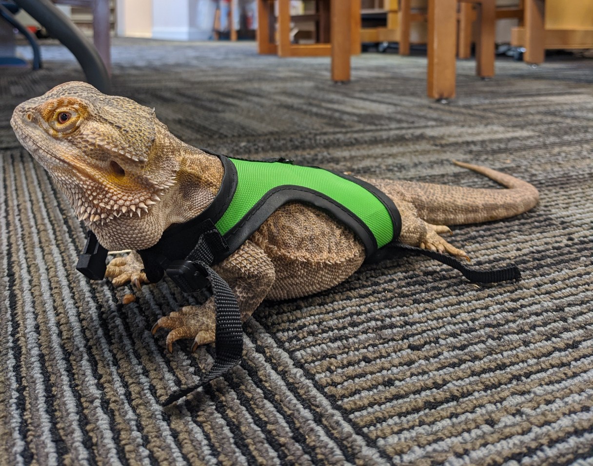 Rex thumbnail only