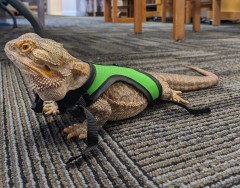 Rex thumbnail only