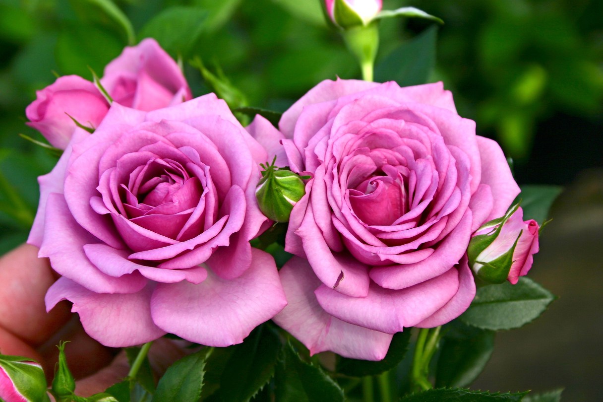 A photo provided by Peter E. Kukielski shows Plum Perfect roses, which are included in the Sunbelt collection from Kordes Roses, selected for strong performance in warmer zones. It's the season for ordering roses. Here's how to choose the right ones — and how to grow them sustainably once you've got them. (Peter E. Kukielski via The New York Times)