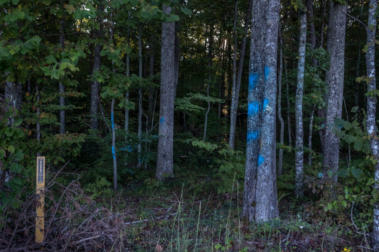 Tree trunks in the Bridgestone Firestone Centennial Wilderness Area in Sparta have been marked for clearcutting, despite local opposition. / Tennessee Lookout photo by John Partipilo