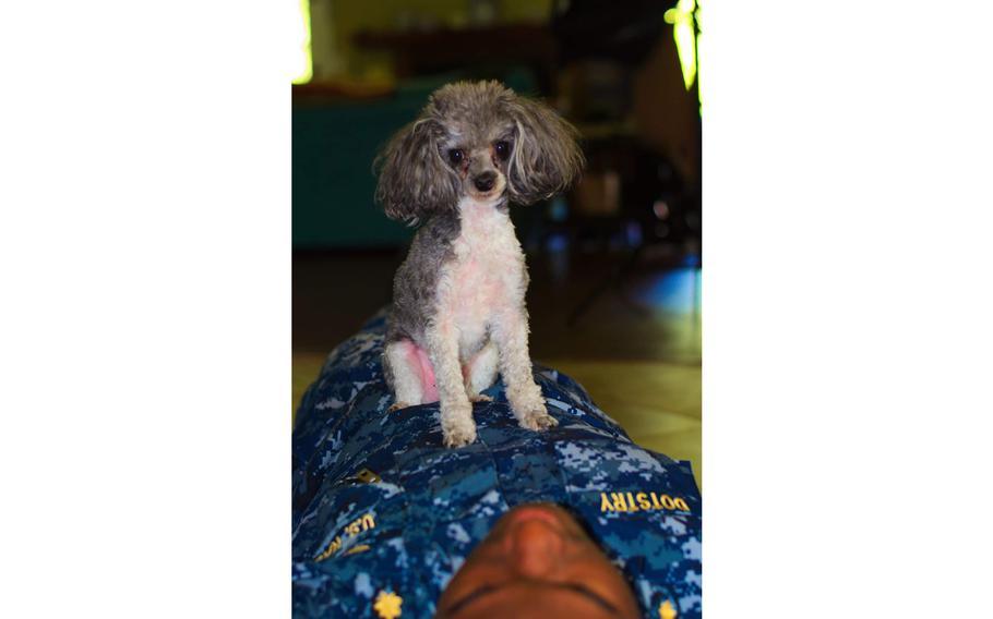 Contributed photo/Tribune Content Agency / Toy poodle Dan Schultz sits on the chest of his longtime friend, Thomas Dotstry.