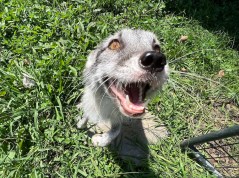 Contributed photo by Juniper Russo / Cooper, an arctic fox found outside of its enclosure last week in Soddy-Daisy, has a new home at Exotic Pet Wonderland in Knoxville, Tenn.