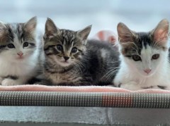 Submitted Photo / From left, Heckle, Natty and Kit are the three kittens dropped off at the Humane Society of Northwest Georgia on June 13. They are doing well, shelter volunteers said, and two of three are available for adoption. Kit is the kitten being tossed in the video.