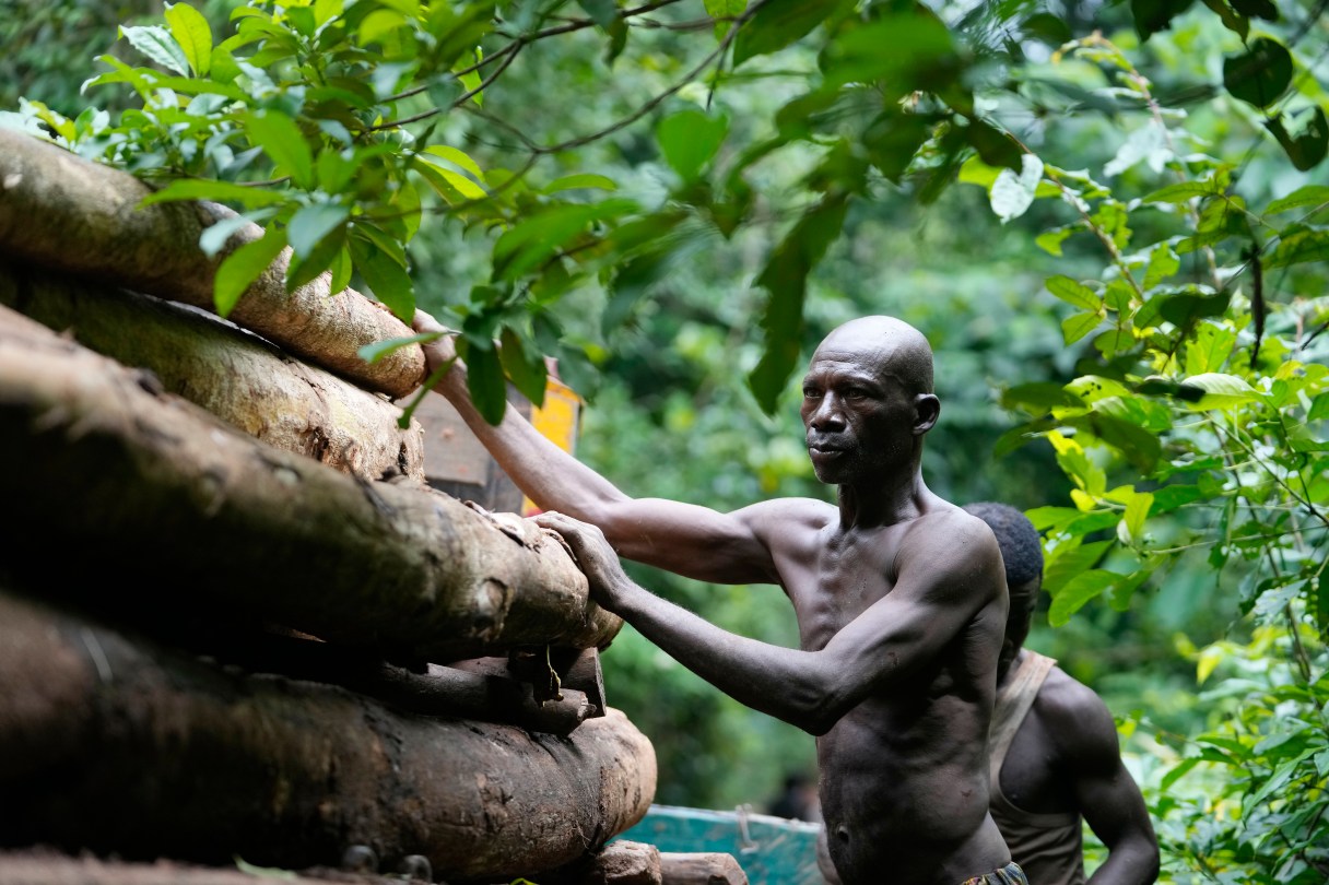 A bare-chested man loads timber onto a truck inside the Omo Forest Reserve in Nigeria on Monday, July 31, 2023. Conservationists say the outer region of Omo Forest Reserve, where logging is allowed, is already heavily deforested. As trees become scarce, loggers are heading deep into the 550-square-kilometer conservation area, which is also under threat from uncontrolled cocoa farming and poaching. (AP Photo/Sunday Alamba)