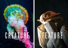 Jellyfish photo by Olivia Ross / Bat photo by David Stephenson / Lexington Herald-Leader/MCT