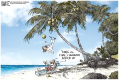 Coconut Tree