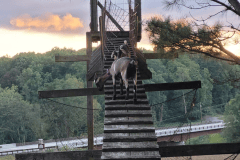 Contributed photo / One of the Chattanooga Audubon Society's goats climbs a ramp at the River Maze, where the goats were transported after an emergency evacuation from Maclellan Island. The organization, which brought the goats to the island to help eliminate an overgrowth of invasive plants, had to evacuate the goats when the river's water level rose due to flooding upstream caused by heavy rains from Hurricane Helene.