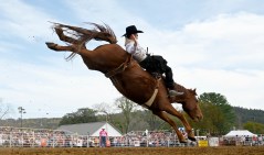 Staff file photo by Abby White / Bryson King bare bronc rides during the rodeo at the Hamilton County Rodeo Fair on Nov. 9, 2024. The 2025 Hamilton County Fair is set for Nov. 7-9, and with it comes a line-up of country and Christian musicians and activities.