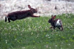 AP file photo by Julio Cortez / Rabbits and squirrels may not get as much attention from hunters as deer and turkeys these days, but "Guns & Cornbread" columnist Larry Case still sees a lot to like about small game.