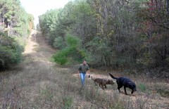 Staff file photo by Abby White / Chris Taetsch walks his dogs, Jack and Grace, on Friday, Oct. 24, 2025, in Enterprise South Nature Park. According to a proposed land swap deal by Hamilton County Mayor Weston Wamp, the Southern end of Enterprise South Nature Park would be opened up to industrial development, impacting the neighborhoods in the region.