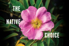 Getty Images / The swamp rose, Rosa palustris, is native to all of Tennessee
