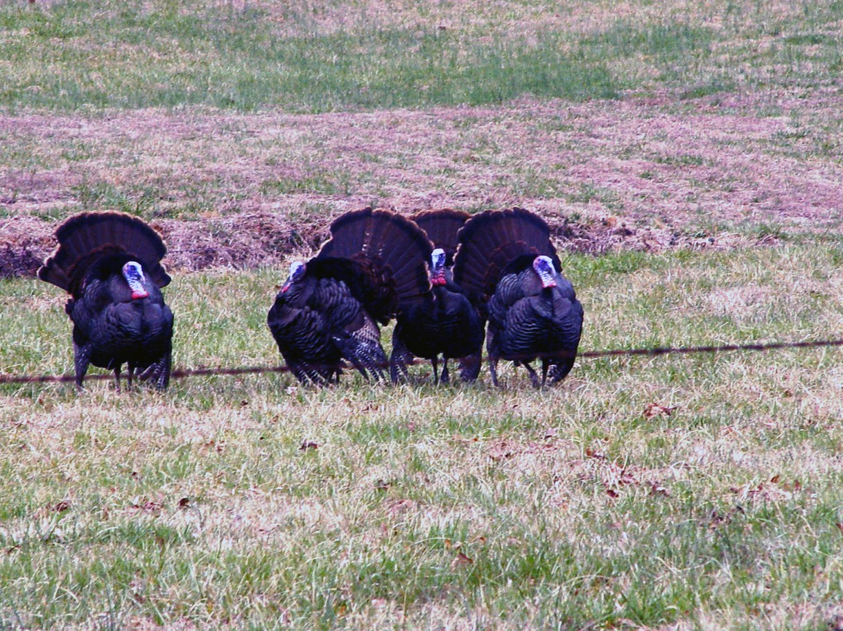 Staff file photo / "Guns & Cornbread" columnist Larry Case urges hunters to keep things fair for their fellow brothers and sisters in camo by following game regulations.