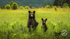 Tennessee Department of Tourist Development / A photo by Jared Kreiss of bears in the Smokies bears the Tennessee ‘Yeah, It's Real' seal.