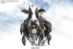 Leeches