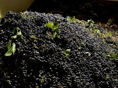Freshly harvested grapes are piled in a storage container at Berryhill Family Vineyards in Clements, Calif., Sept. 10, 2026. (AP Photo/Terry Chea)
