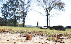 Staff file photo by Ben Benton / After reaching record highs of 90 degrees Oct. 13-14, 2026, Chattanooga is forecast to set another record Oct. 15 before temperatures drop back into the 60s for the weekend. Here, a walker passes dry leaves and grass at Camp Jordan in East Ridge in 2024.