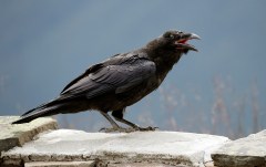 A raven calls on a wall at Hurricane Ridge in Olympic National Park near Port Angeles, Wash. (AP File Photo/Elaine Thompson)